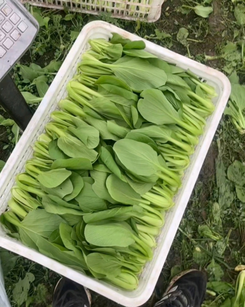 精品上海青，大量供应，一手货源，诚信经营，量大从优