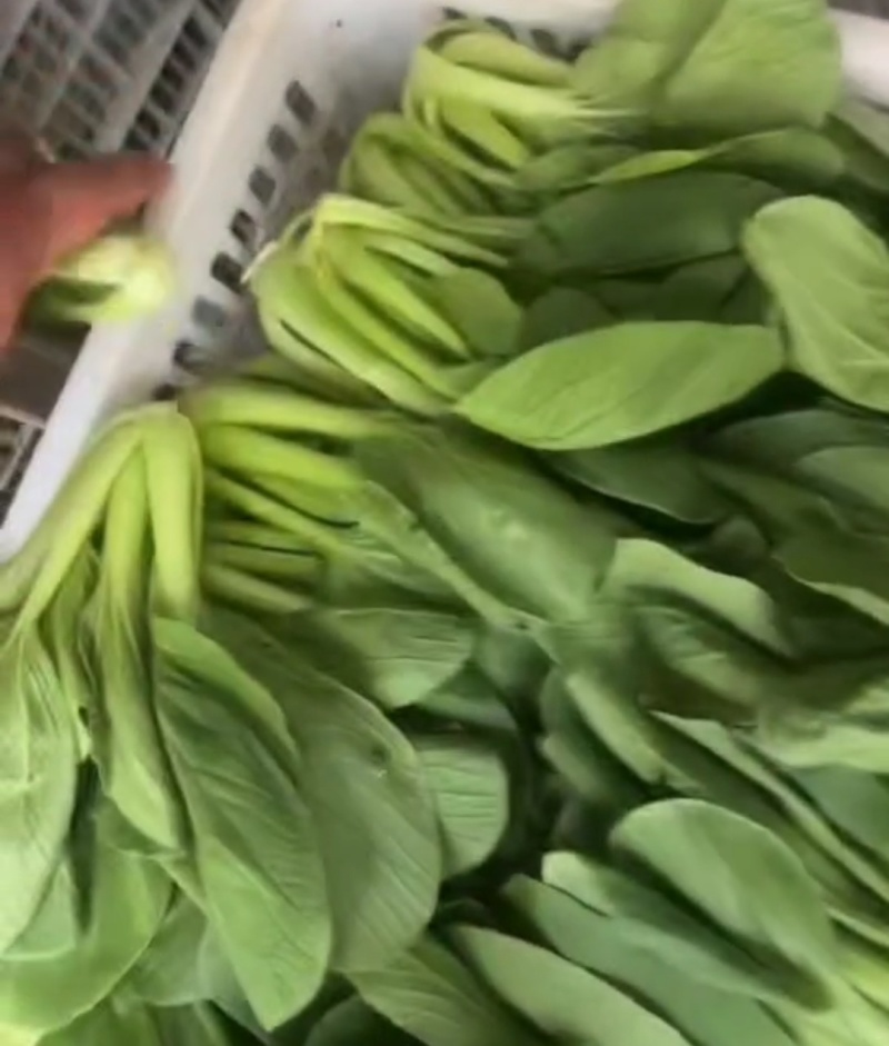 精品上海青，大量供应，一手货源，诚信经营，量大从优
