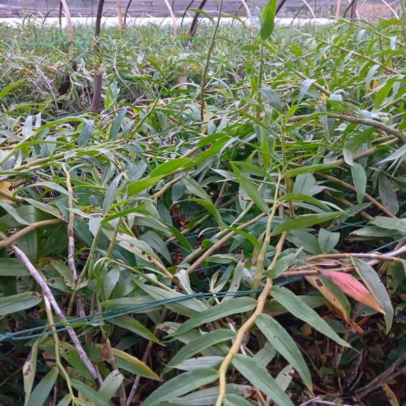 紫皮石斛鲜条