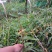 紫皮石斛鲜条