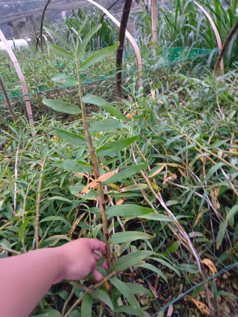 紫皮石斛鲜条