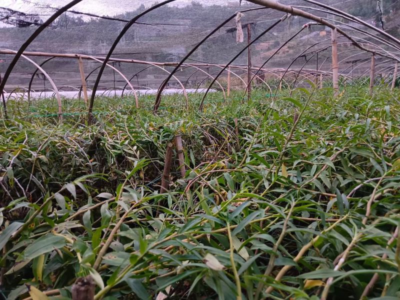 紫皮石斛鲜条