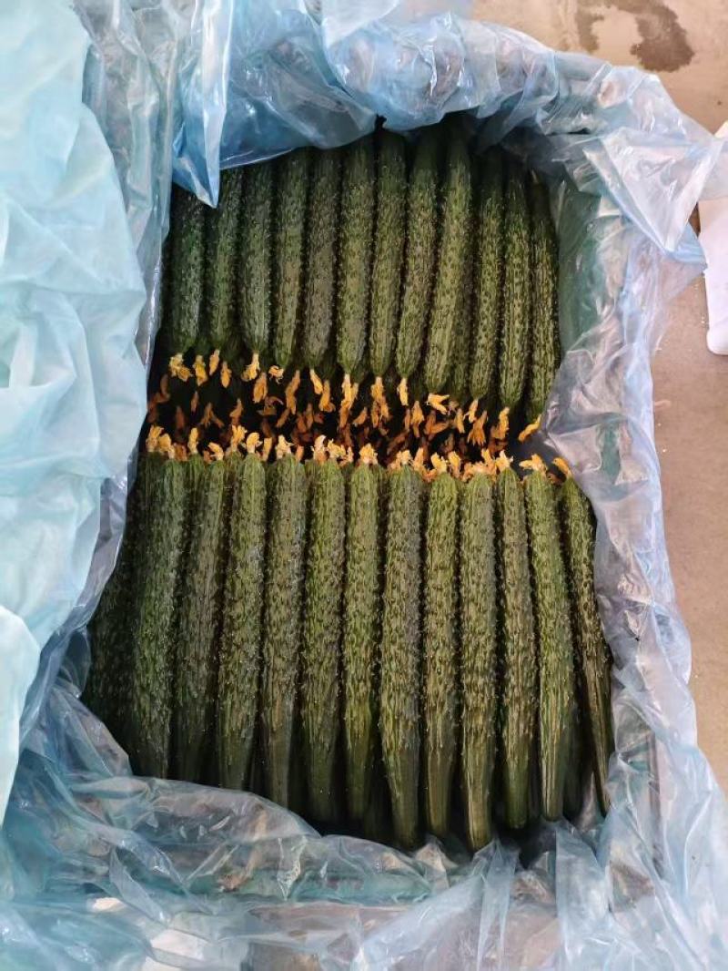 精品黑亮密刺黄瓜