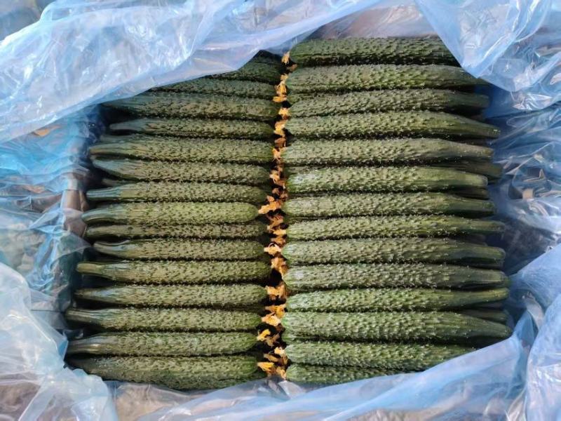 精品黑亮密刺黄瓜