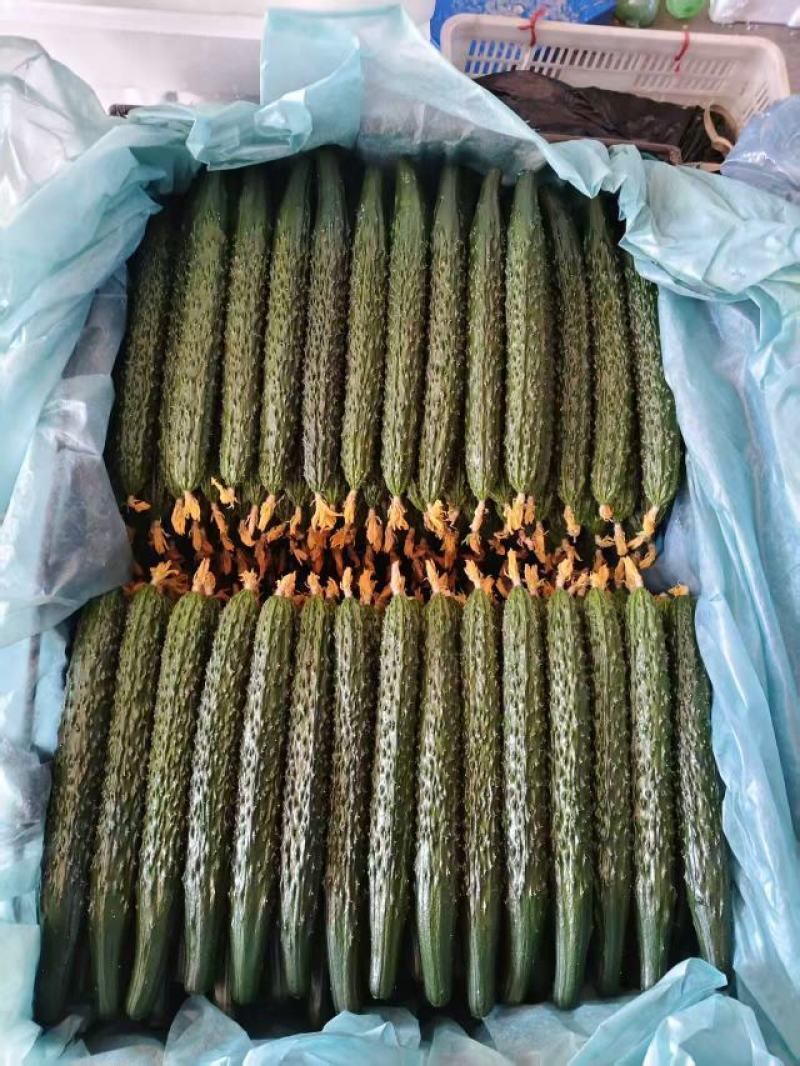 精品黑亮密刺黄瓜
