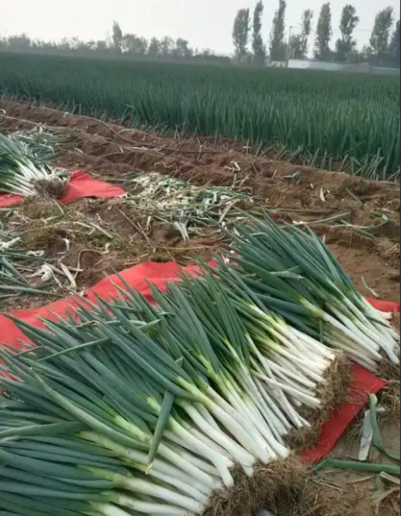 长白大葱高大紧实甜辣适中耐储运基地直发