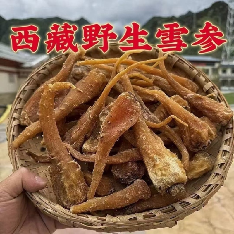 藏雪参中药材正宗西藏雪参批发零售货真价实