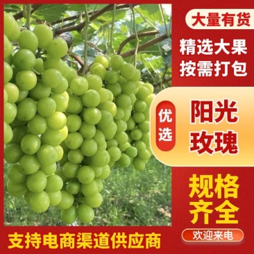 精品阳光玫瑰青提脆甜爽口果霜饱满量大价优基地直供