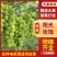 精品阳光玫瑰青提脆甜爽口果霜饱满量大价优基地直供