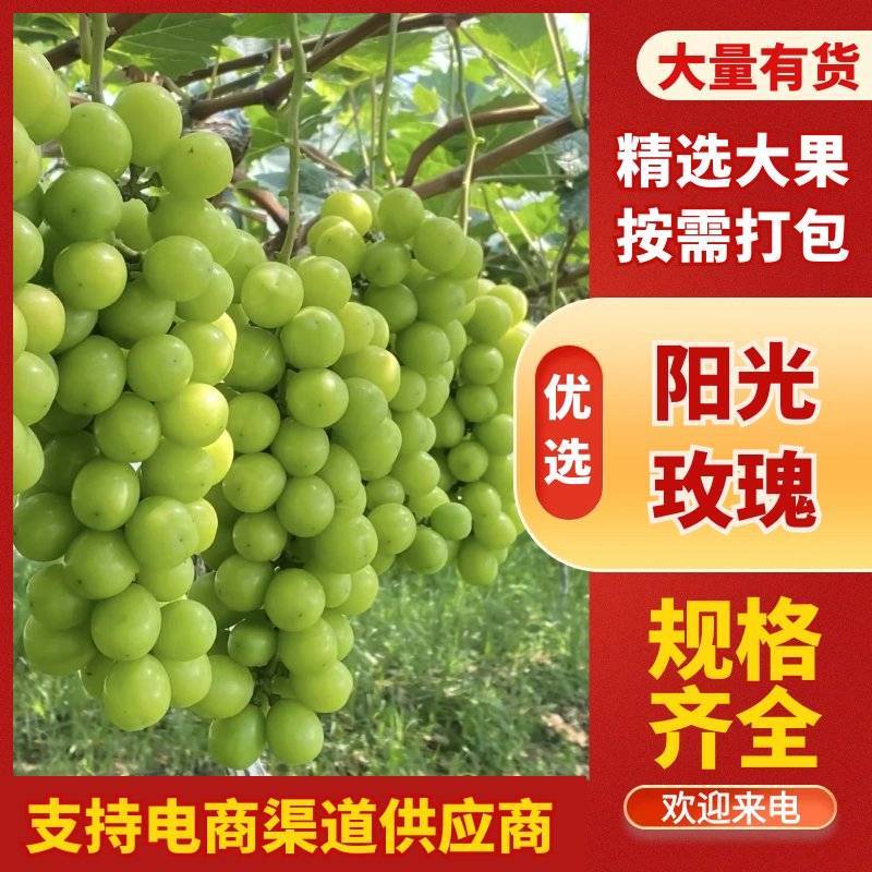 精品阳光玫瑰青提脆甜爽口果霜饱满量大价优基地直供