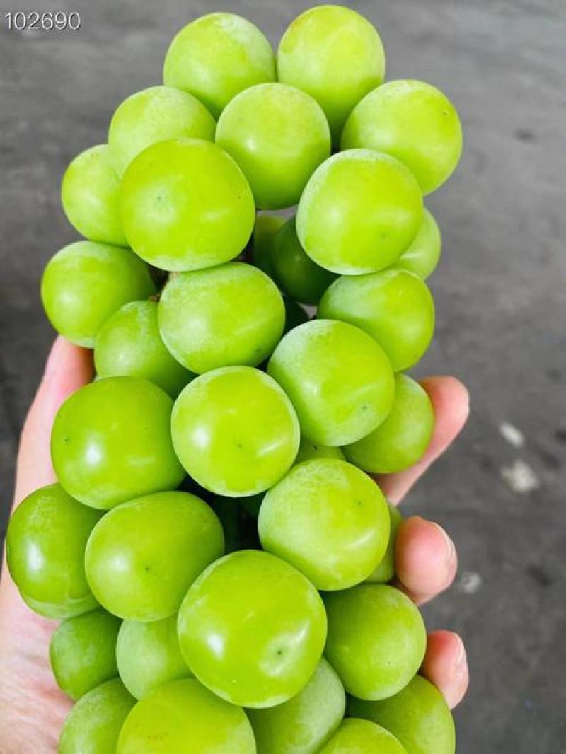 精品阳光玫瑰青提脆甜爽口果霜饱满量大价优基地直供