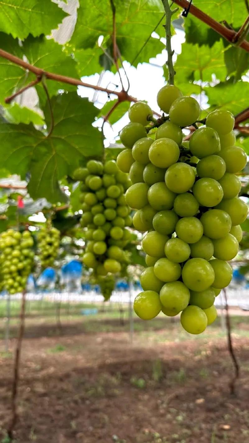 精品阳光玫瑰青提脆甜爽口果霜饱满量大价优基地直供