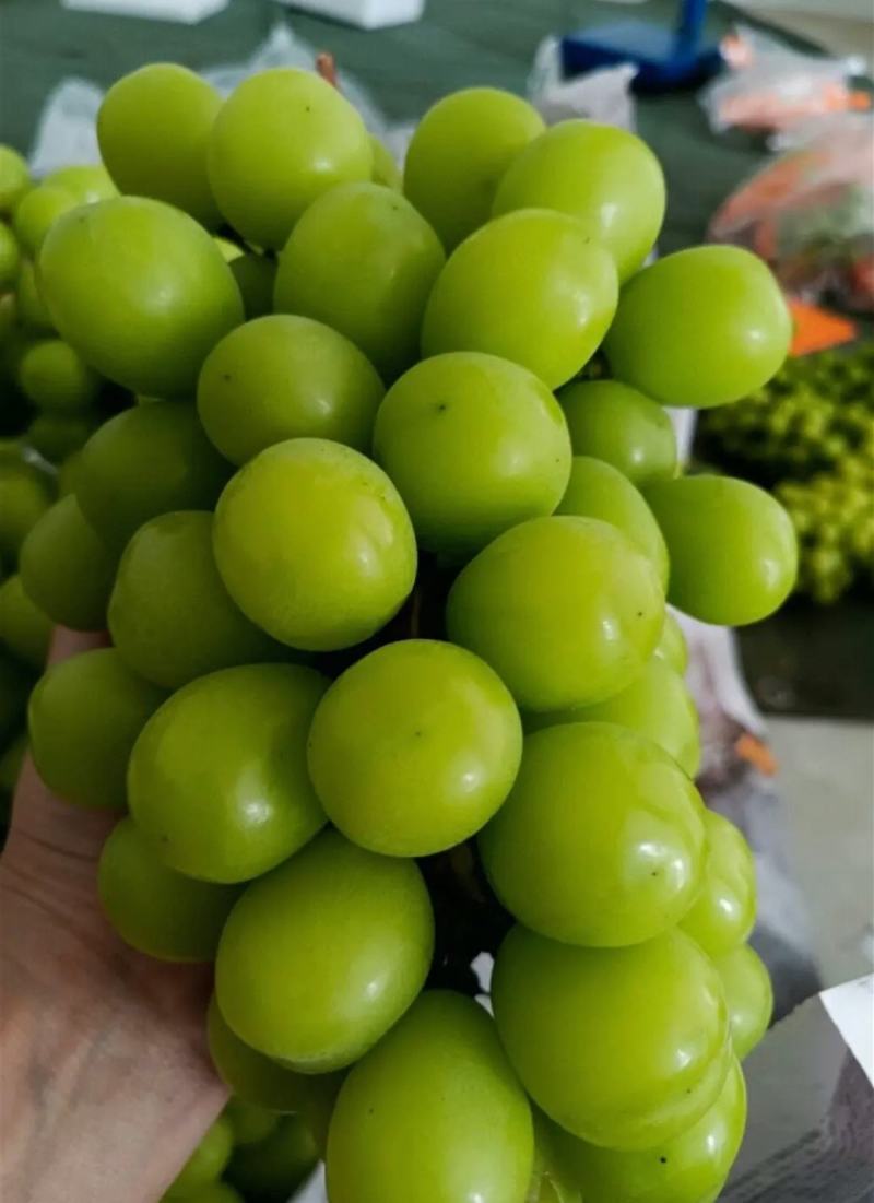 精品阳光玫瑰青提脆甜爽口果霜饱满量大价优基地直供