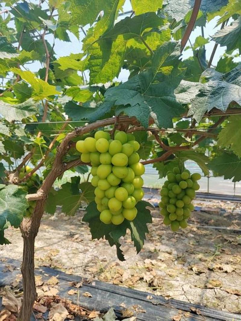 精品阳光玫瑰青提脆甜爽口果霜饱满量大价优基地直供