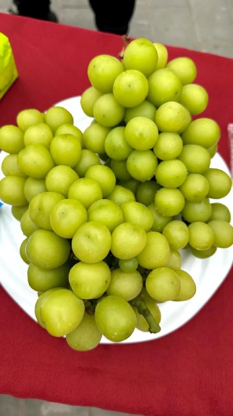 精品阳光玫瑰青提脆甜爽口果霜饱满量大价优基地直供