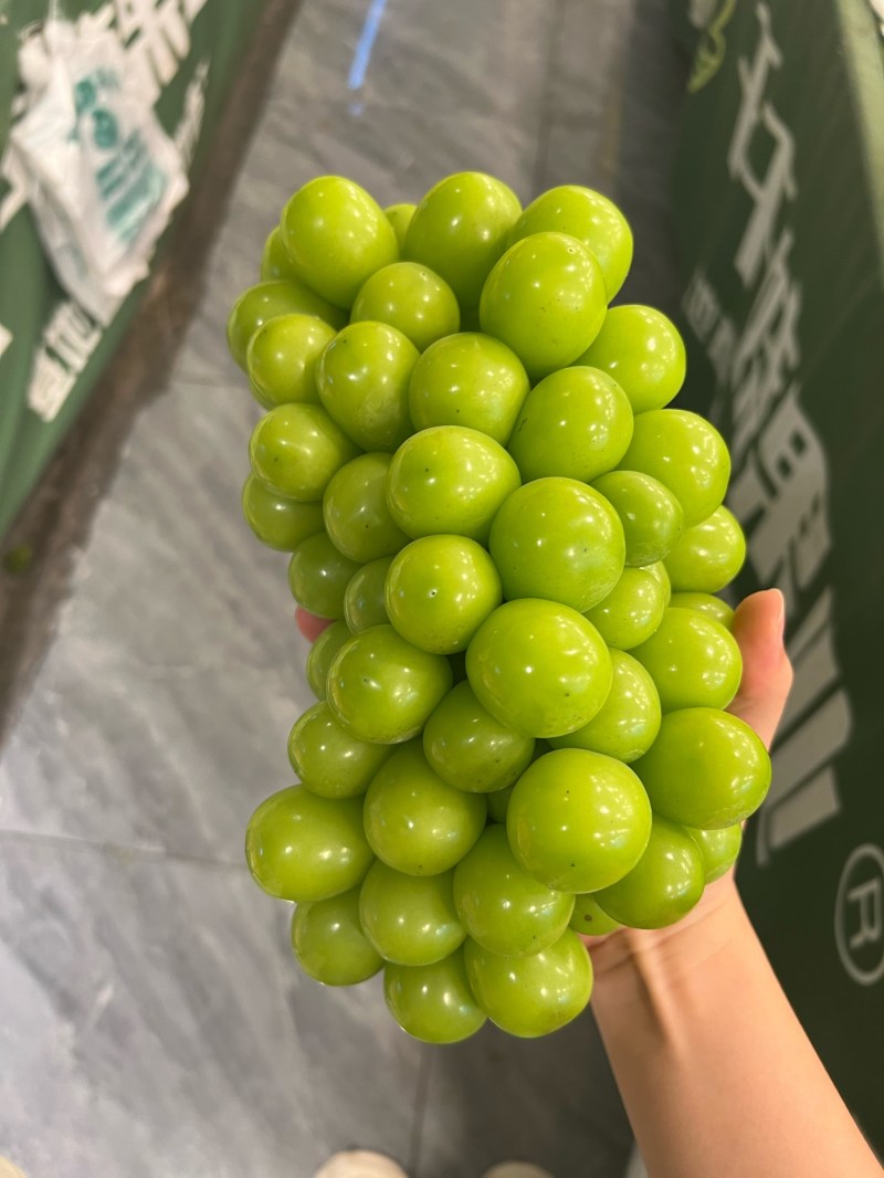 精品阳光玫瑰青提脆甜爽口果霜饱满量大价优基地直供