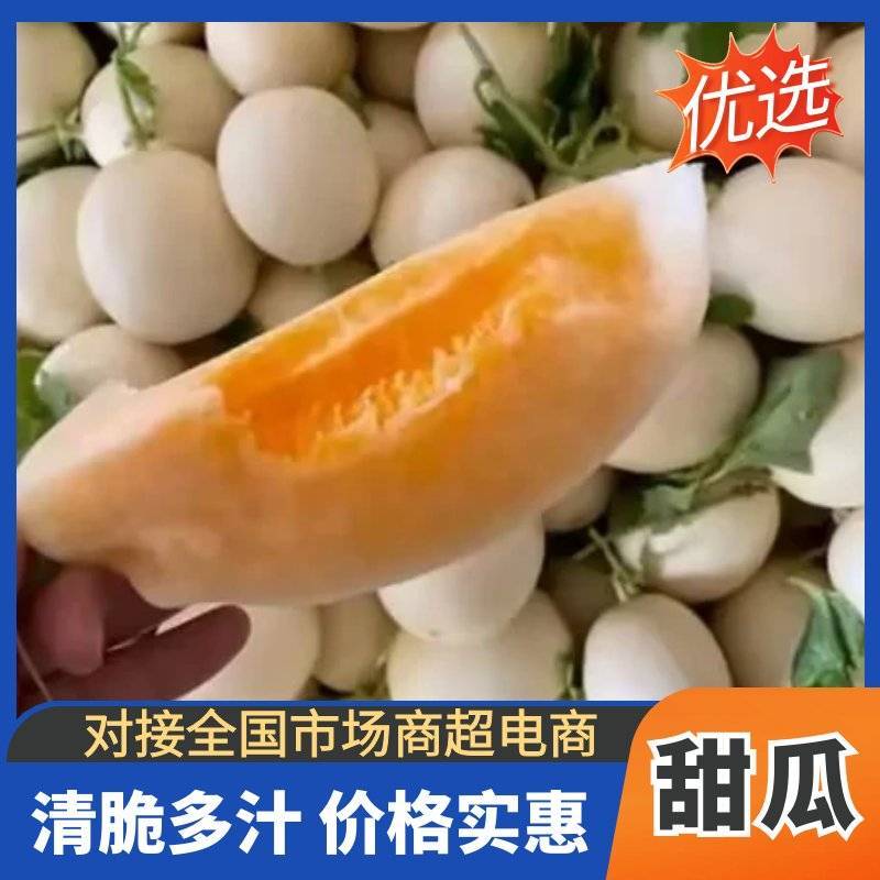 羊角蜜甜瓜博洋九白玉菇果肉厚实量大价优基地直供耐储运