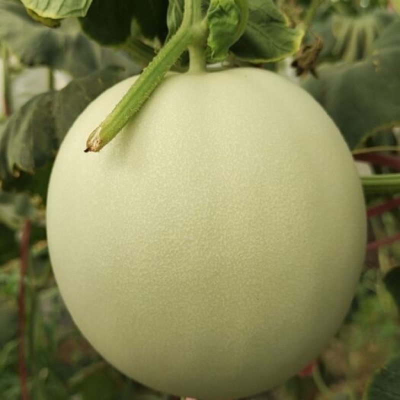 羊角蜜甜瓜博洋九白玉菇果肉厚实量大价优基地直供耐储运