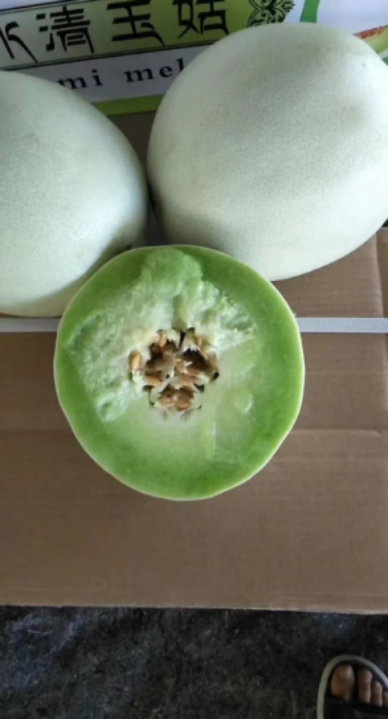 羊角蜜甜瓜博洋九白玉菇果肉厚实量大价优基地直供耐储运