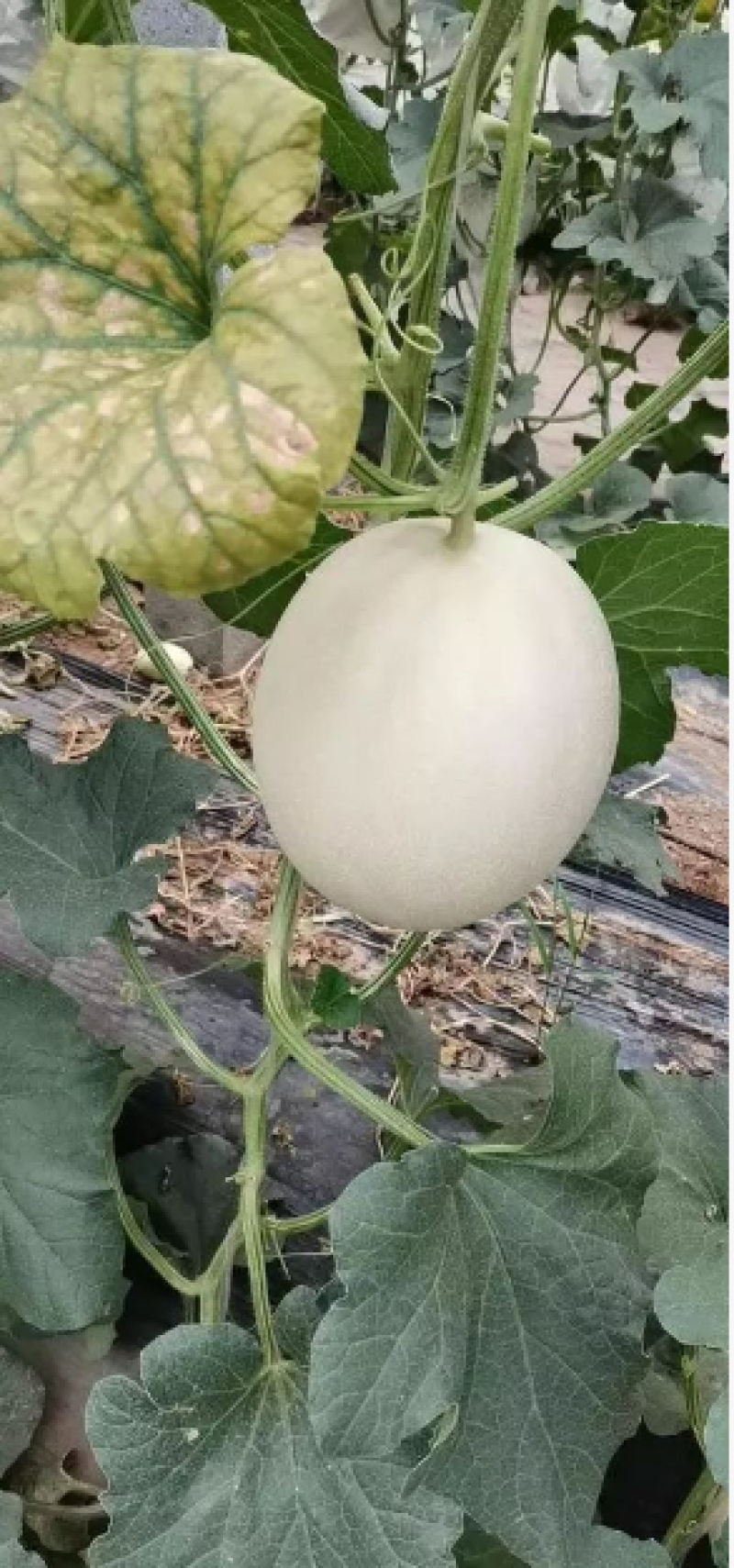 羊角蜜甜瓜博洋九白玉菇果肉厚实量大价优基地直供耐储运