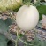 羊角蜜甜瓜博洋九白玉菇果肉厚实量大价优基地直供耐储运