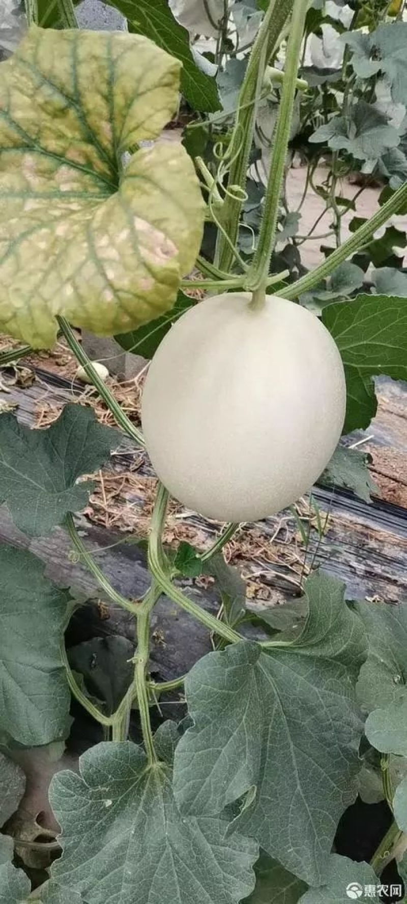 羊角蜜甜瓜博洋九白玉菇果肉厚实量大价优基地直供耐储运