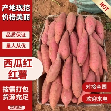 西瓜红蜜薯糖心流蜜香甜软糯整车批发耐储运基地直供