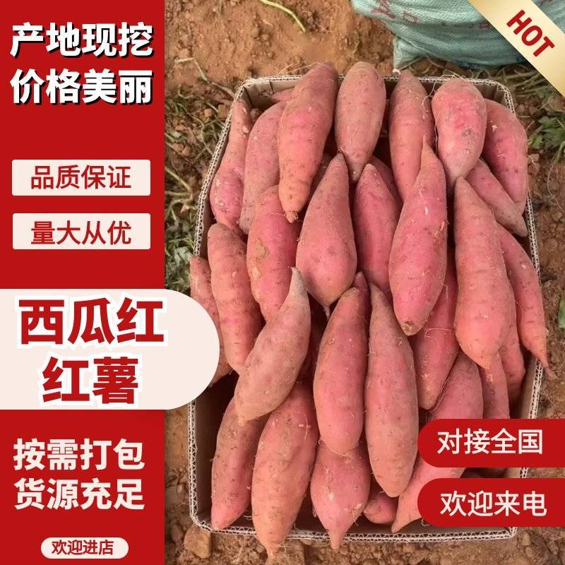 西瓜红蜜薯糖心流蜜香甜软糯整车批发耐储运基地直供