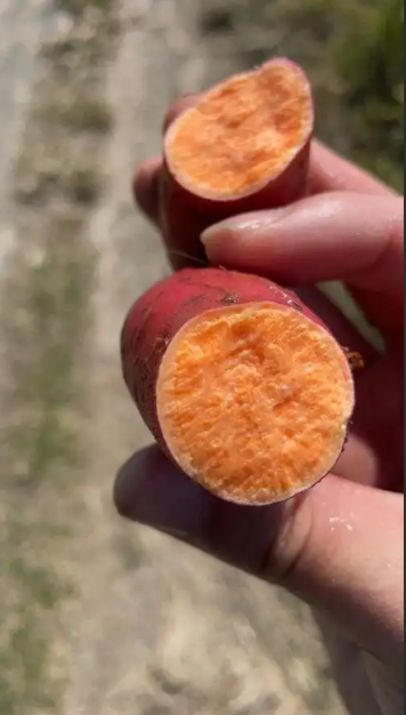 西瓜红蜜薯糖心流蜜香甜软糯整车批发耐储运基地直供