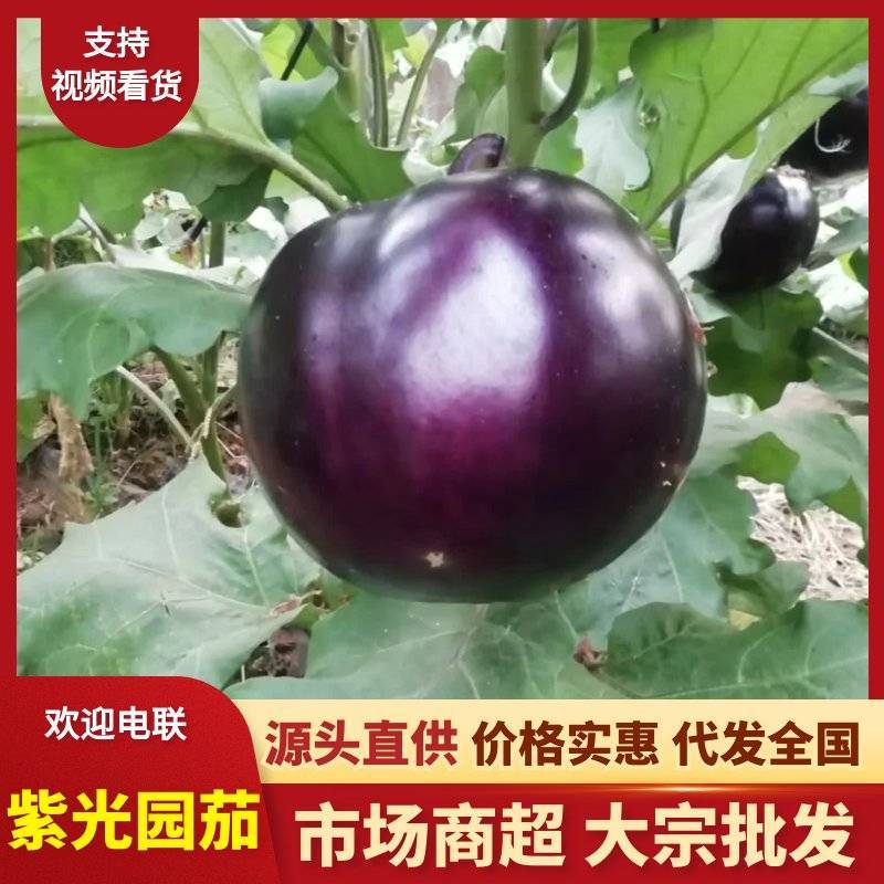 紫光园茄黑亮光滑肉厚籽少耐储运整车批发基地现采