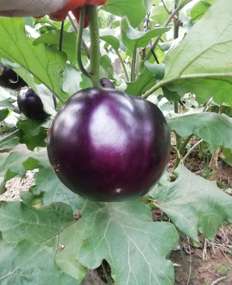 紫光园茄黑亮光滑肉厚籽少耐储运整车批发基地现采