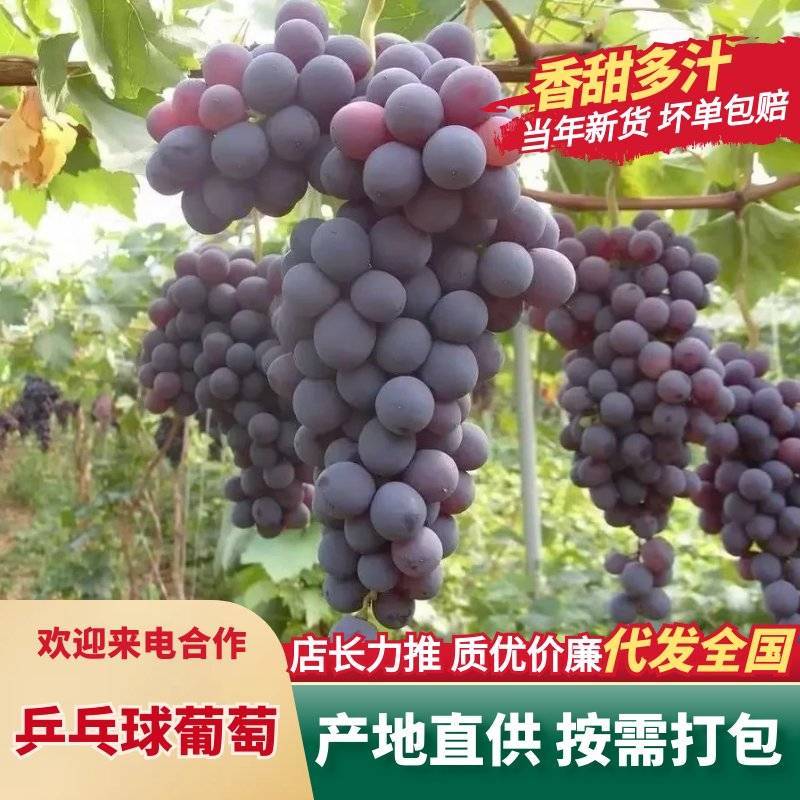 乒乓球维多利葡萄果粒硕大无核脆甜整车批發耐储运产地直发