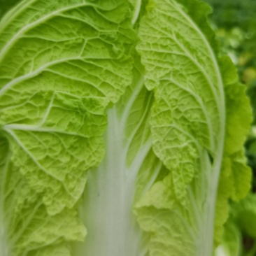 白菜