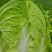 白菜