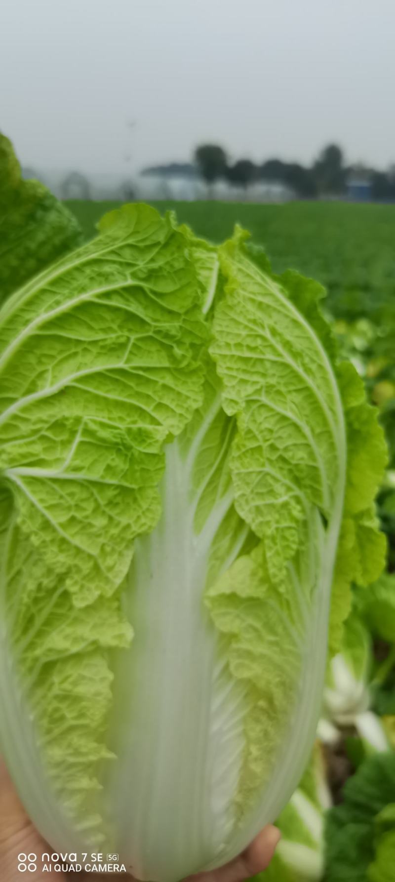 白菜