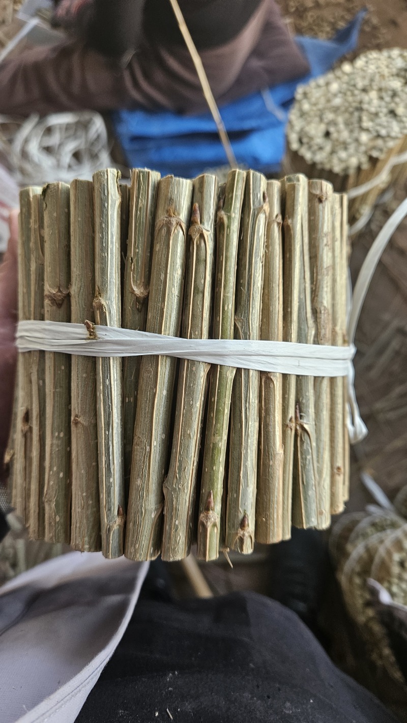 小城黑杨树苗种穗插穗插条树段品种保纯