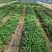 多花姜黄精3年籽育苗，药典品种大小随便挑选种植两年采挖