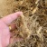 多花姜黄精3年籽育苗，药典品种大小随便挑选种植两年采挖