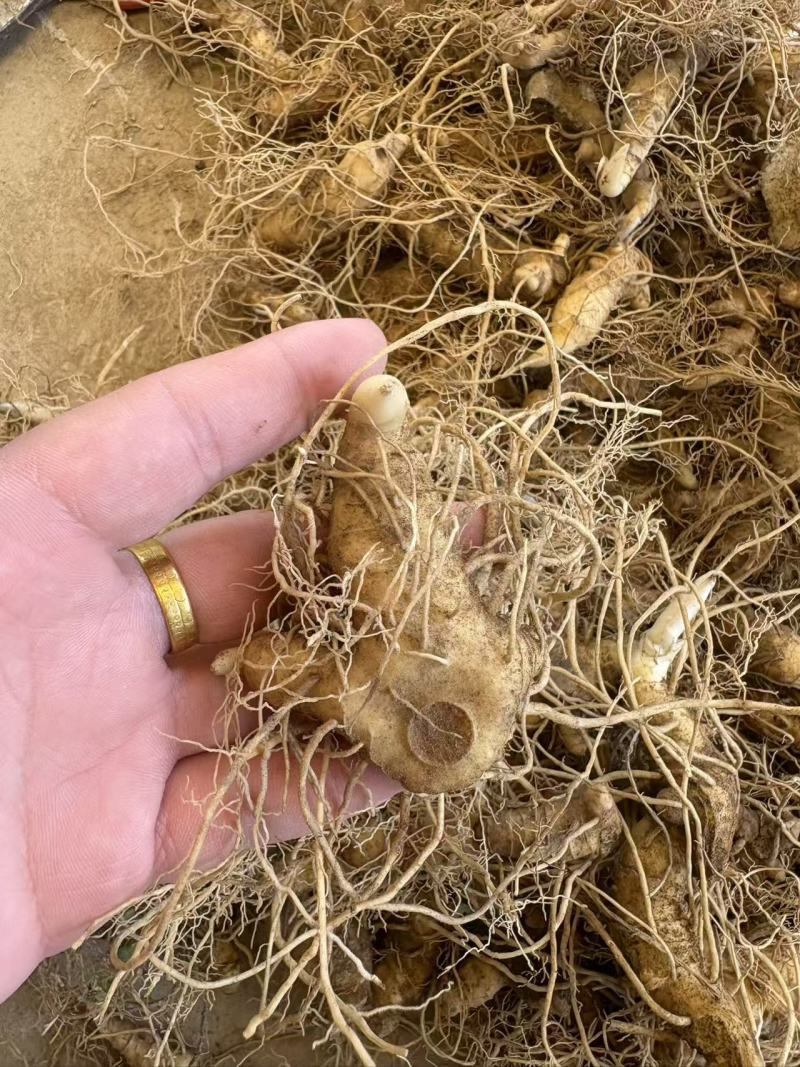 多花姜黄精3年籽育苗，药典品种大小随便挑选种植两年采挖