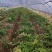多花姜黄精3年籽育苗，药典品种大小随便挑选种植两年采挖