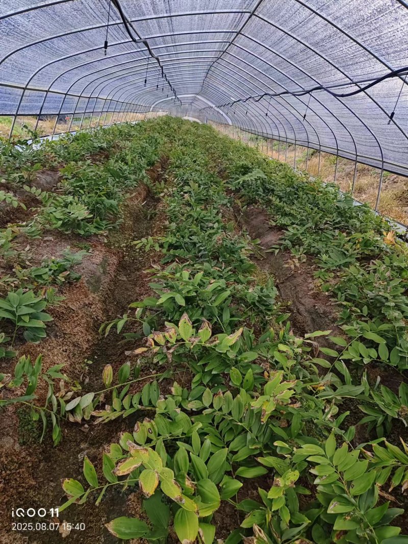 多花姜黄精3年籽育苗，药典品种大小随便挑选种植两年采挖