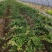 多花姜黄精3年籽育苗，药典品种大小随便挑选种植两年采挖