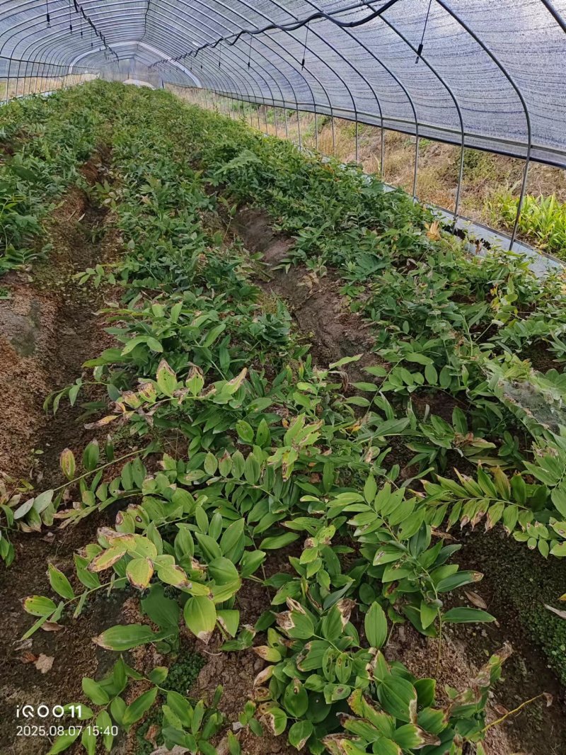 多花姜黄精3年籽育苗，药典品种大小随便挑选种植两年采挖