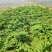 多花姜黄精3年籽育苗，药典品种大小随便挑选种植两年采挖