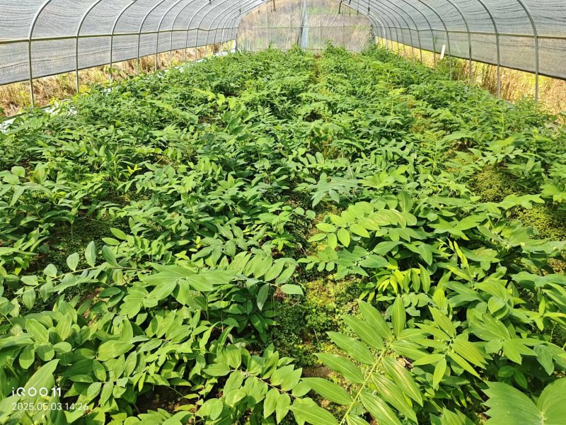 多花姜黄精3年籽育苗，药典品种大小随便挑选种植两年采挖