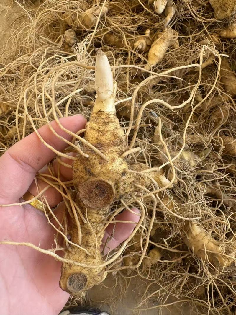多花姜黄精3年籽育苗，药典品种大小随便挑选种植两年采挖