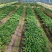 多花姜黄精3年籽育苗，药典品种大小随便挑选种植两年采挖