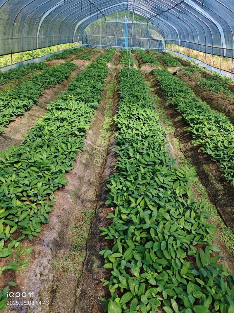 多花姜黄精3年籽育苗，药典品种大小随便挑选种植两年采挖