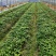 多花姜黄精3年籽育苗，药典品种大小随便挑选种植两年采挖