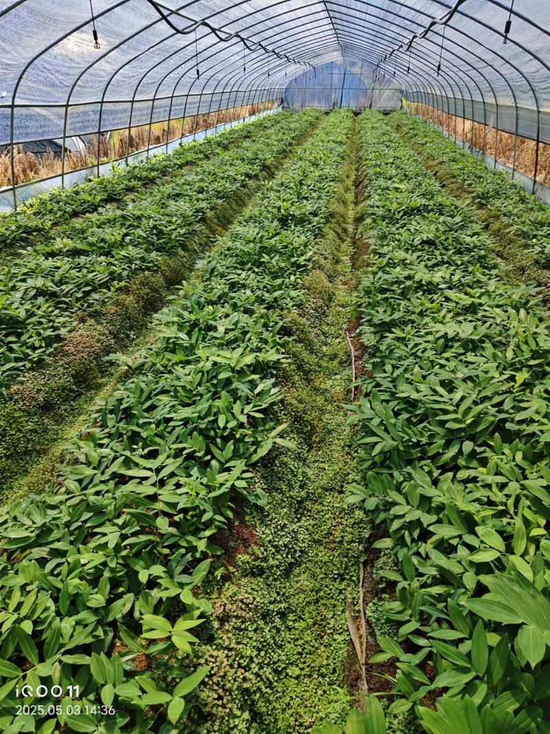 多花姜黄精3年籽育苗，药典品种大小随便挑选种植两年采挖